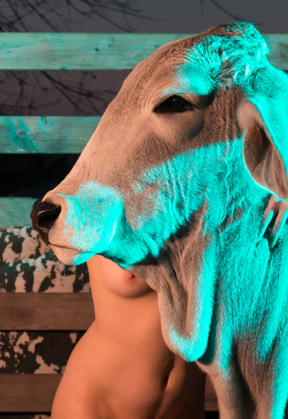 Provokatív: összehasonlította egy tehén és egy nő testét