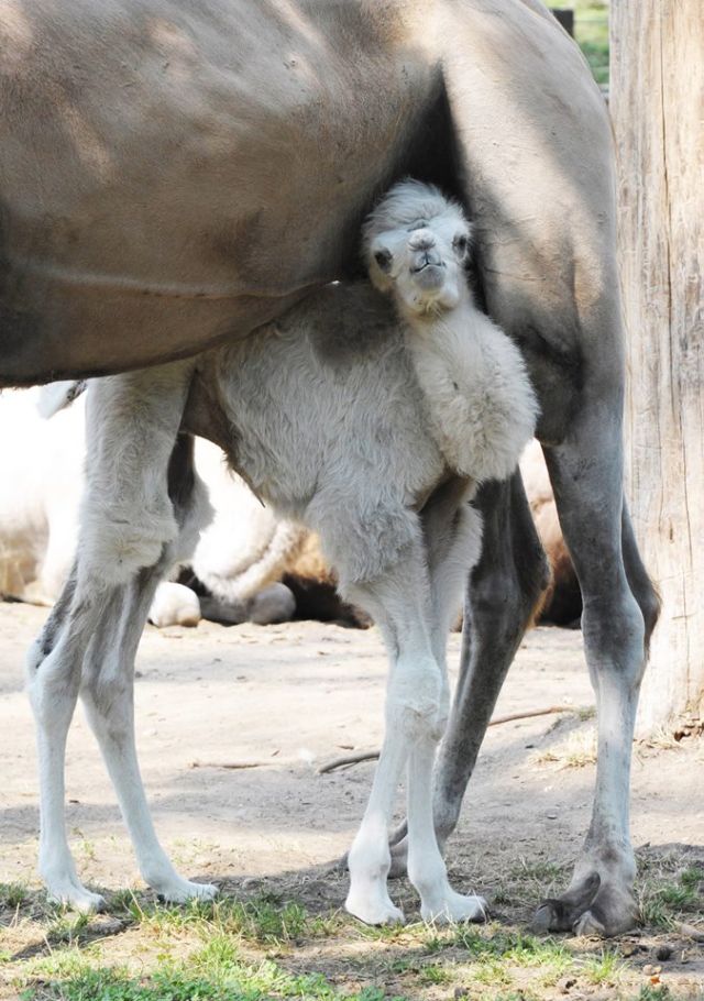 Fotó: Nyíregyházi Állatpark / Facebook Fotó: Nyíregyházi Állatpark / Facebook