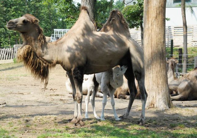 Fotó: Nyíregyházi Állatpark / Facebook Fotó: Nyíregyházi Állatpark / Facebook