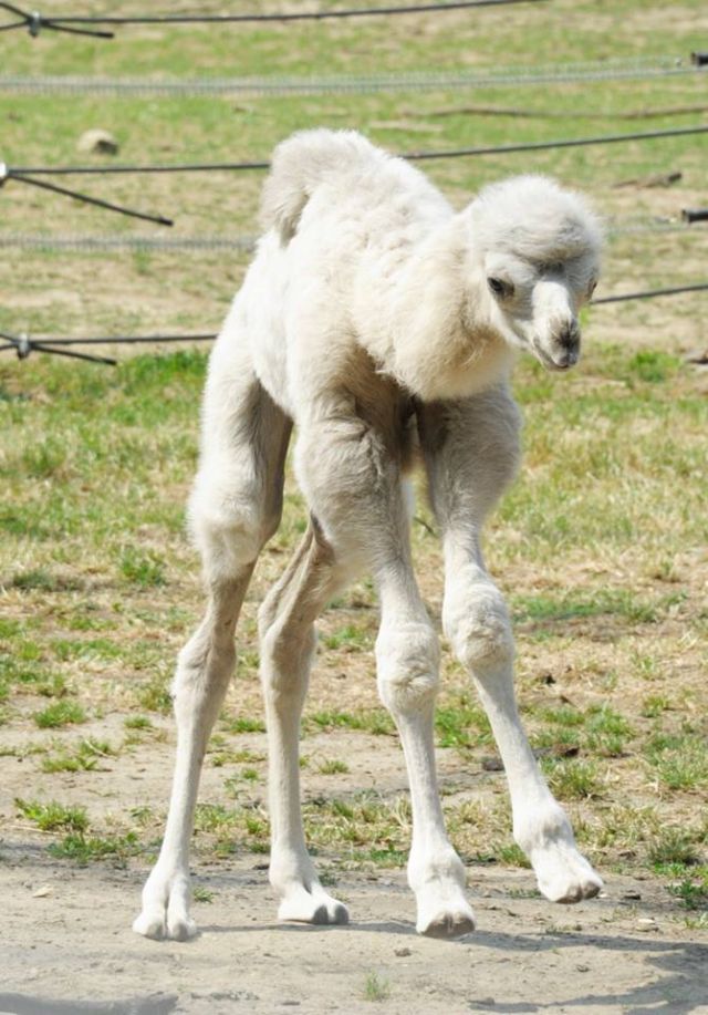 Fotó: Nyíregyházi Állatpark / Facebook Fotó: Nyíregyházi Állatpark / Facebook