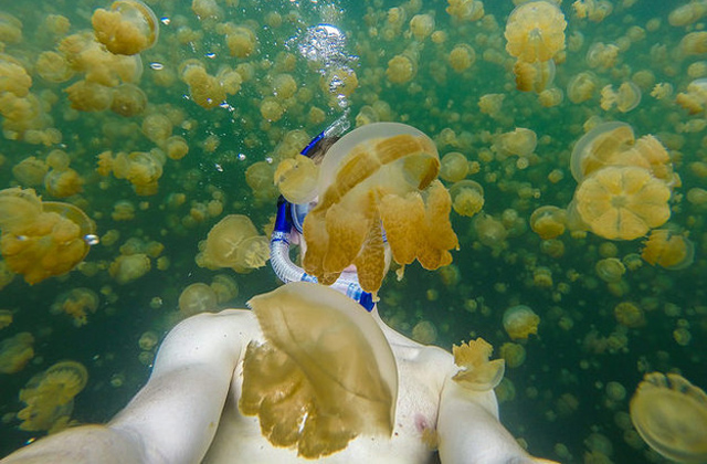 Létezik egy tó, ahol nem csípnek a medúzák - képek