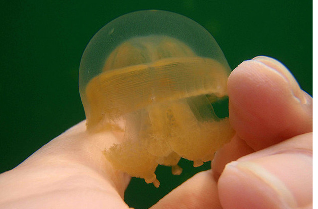 Létezik egy tó, ahol nem csípnek a medúzák - képek