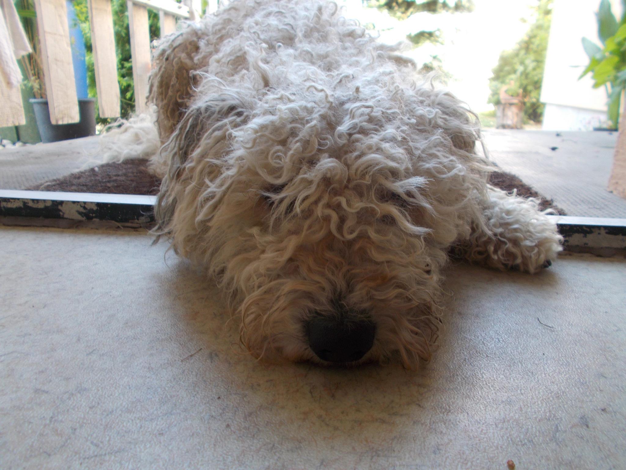 Pamacs, a menhelyi kutya második élete