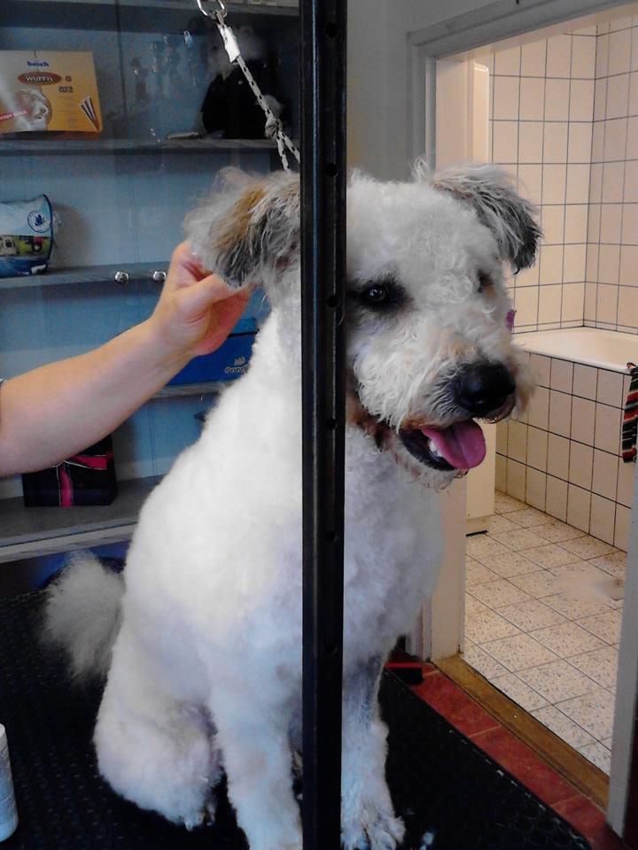 Pamacs, a menhelyi kutya második élete