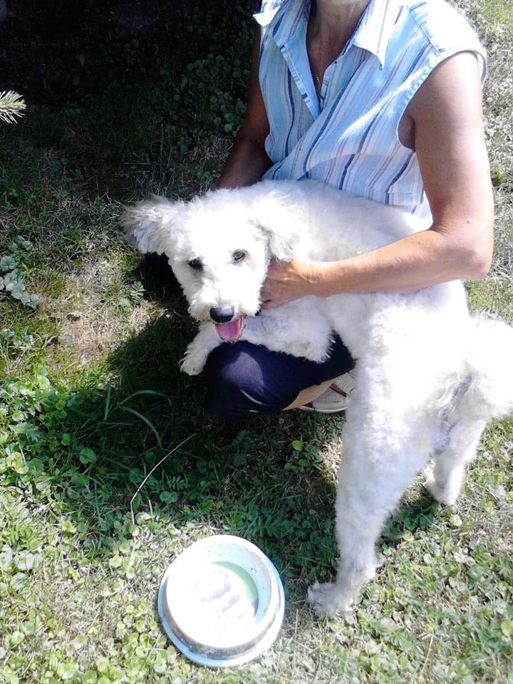 Pamacs, a menhelyi kutya második élete