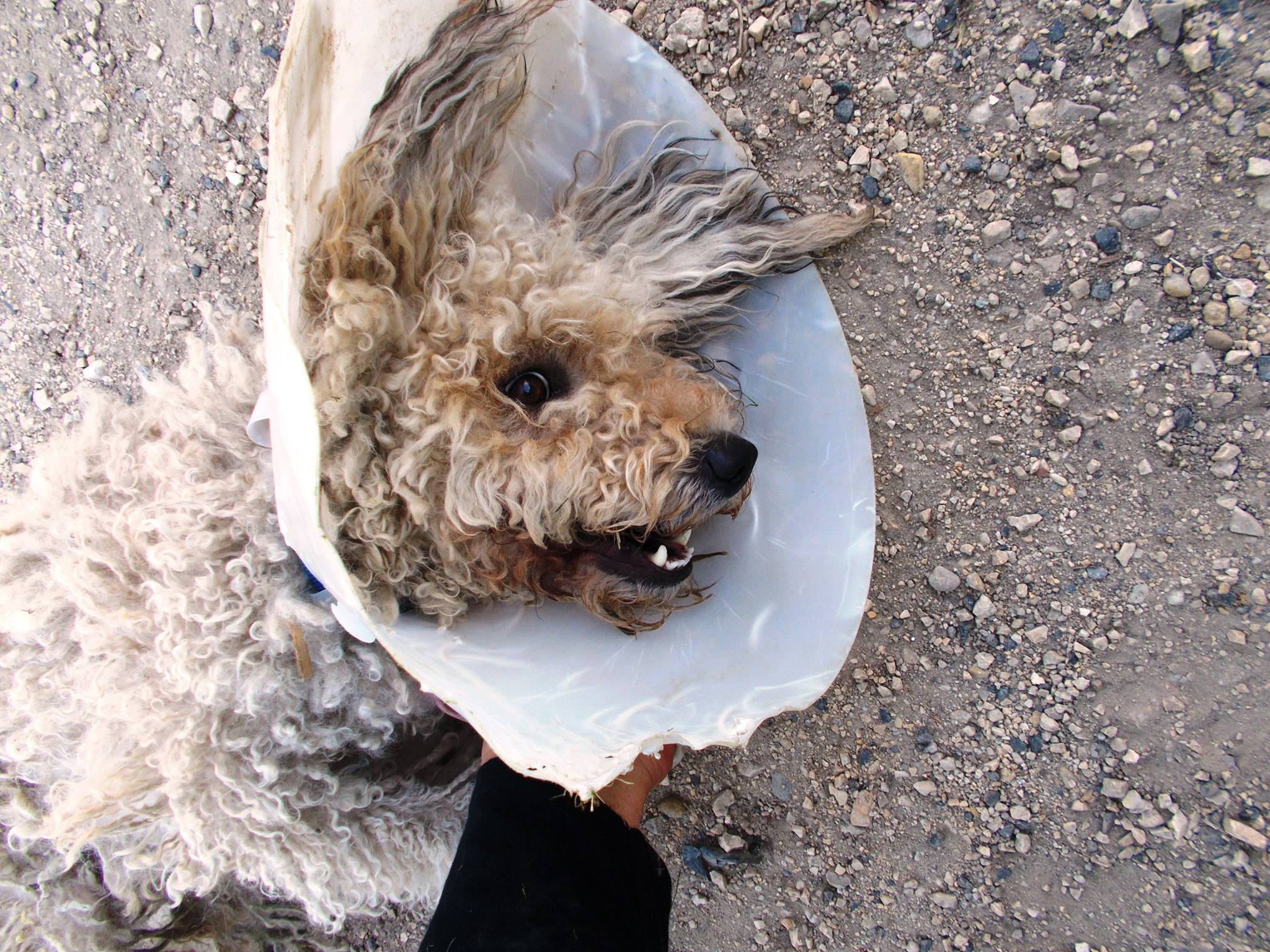 Pamacs, a menhelyi kutya második élete