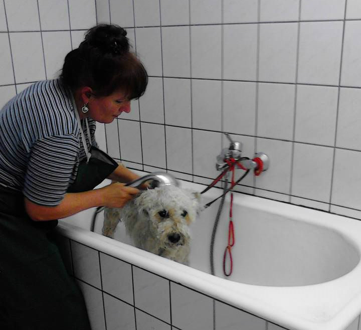 Pamacs, a menhelyi kutya második élete