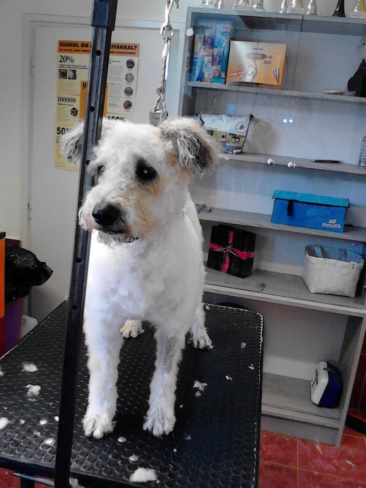 Pamacs, a menhelyi kutya második élete