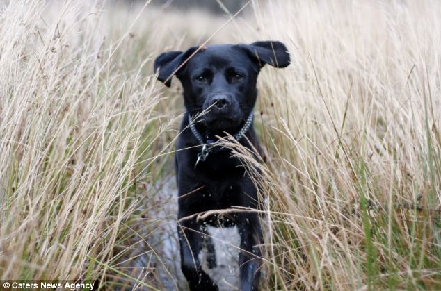 A kutya, aki allergiás a kutyalétre