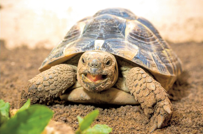 Mellnagyobbítás vagy olimpiai nevezés adományból? Mellnagyobbítás vagy olimpiai nevezés adományból?