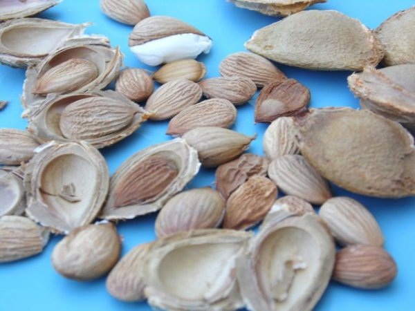 Mit csinálj a sárgabarackmaggal?