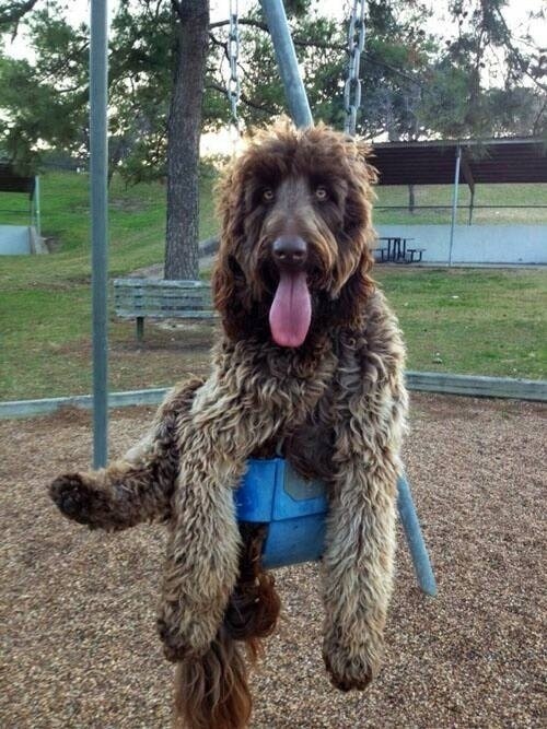 Bernáthegyi az ágyban - kutyák, akik azt hiszik, még kölykök