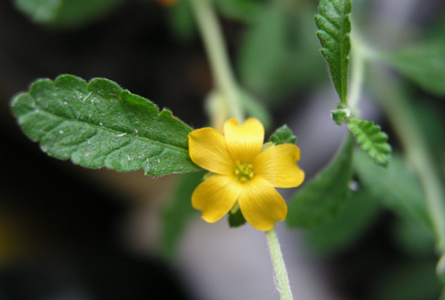 Tartsd izzásban a szerelem tűzét! - avagy csináld magad szerelmi bájitalok