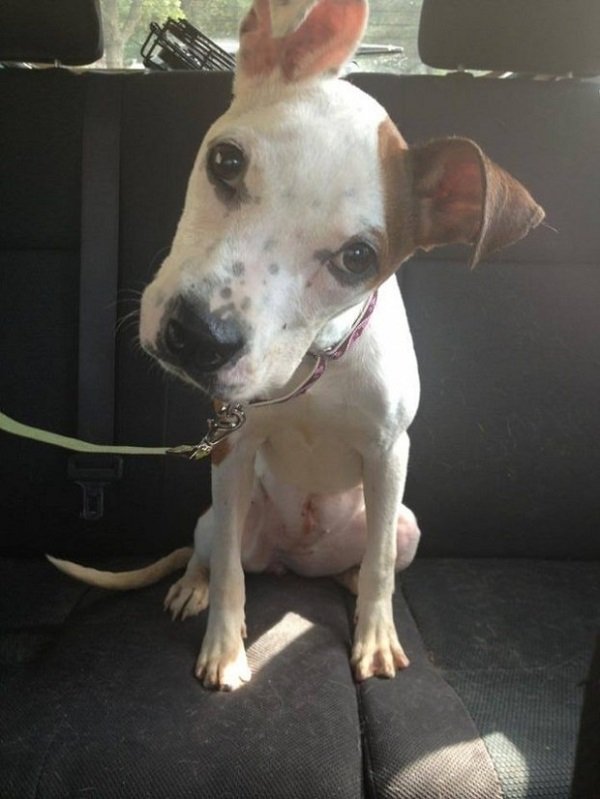 Állatok első útja haza a menhelyből