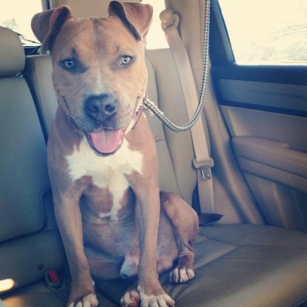 Állatok első útja haza a menhelyből