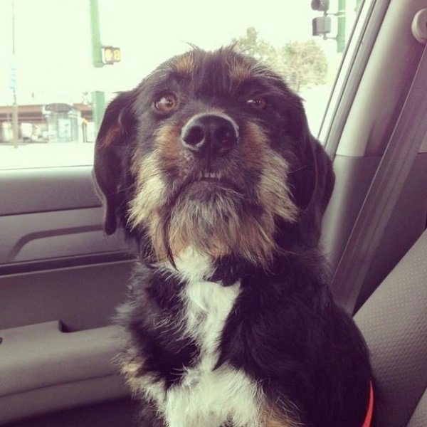 Állatok első útja haza a menhelyből