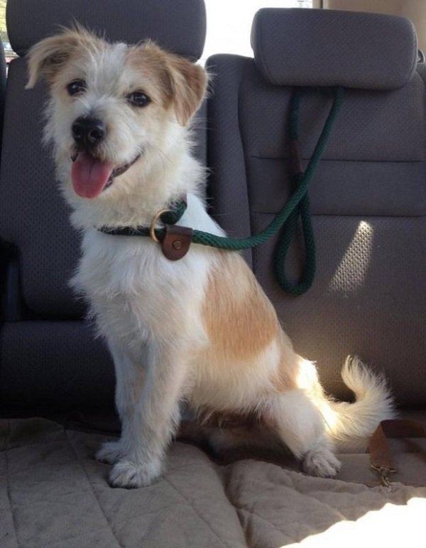 Állatok első útja haza a menhelyből