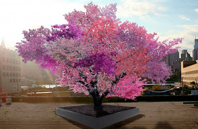 40 féle gyümölcs terem ezen a fán - fotó 40 féle gyümölcs terem ezen a fán - fotó