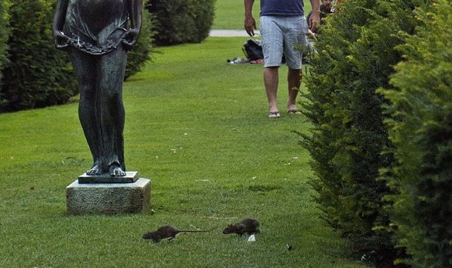 Forrás: dailymail.co.uk