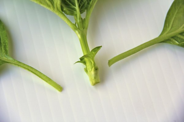 Mit csinálj a bazsalikommal?