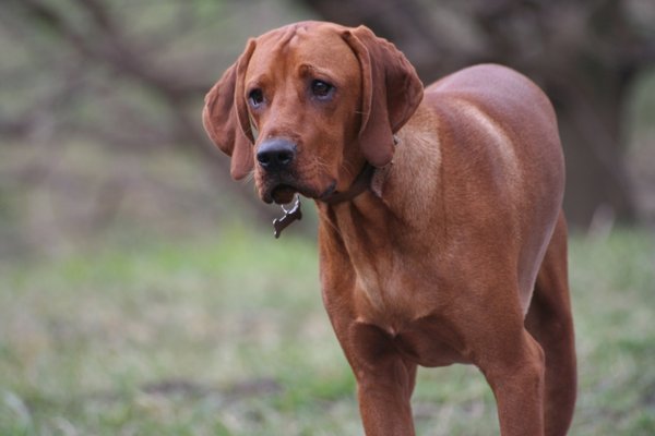 Kutyák és az ivartalanítás