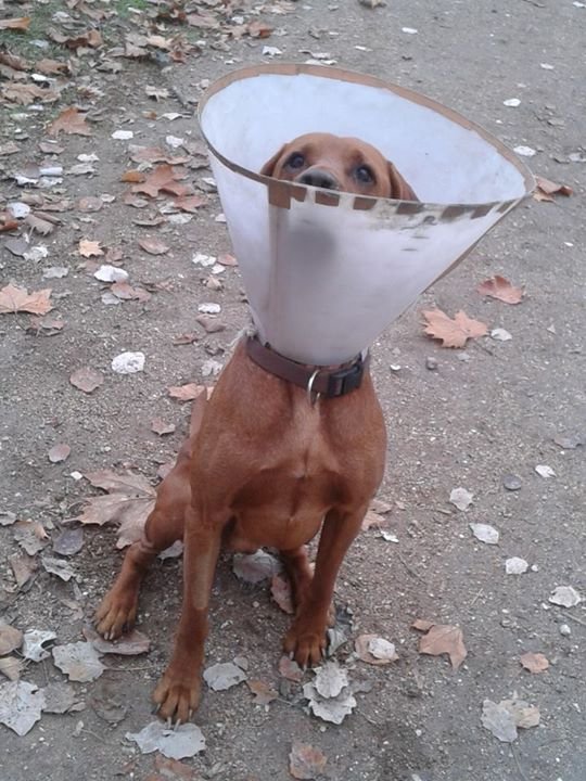 Kutyák és az ivartalanítás