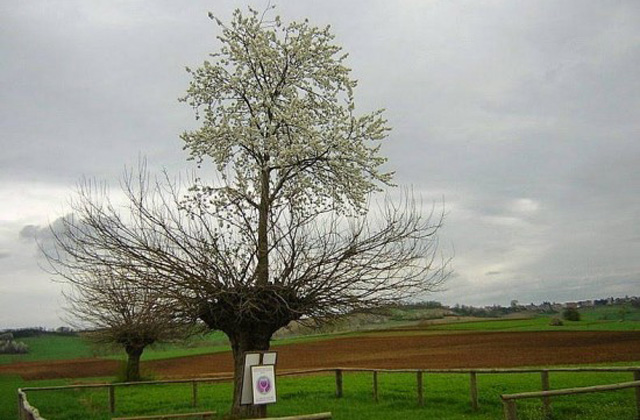 Fa nőtt a fára - fotó