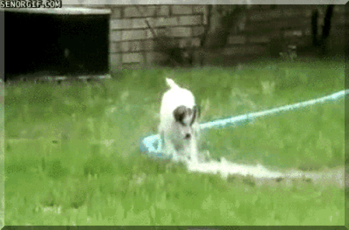 Így élvezik a kutyák a nyarat!