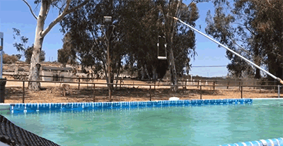 Így élvezik a kutyák a nyarat!