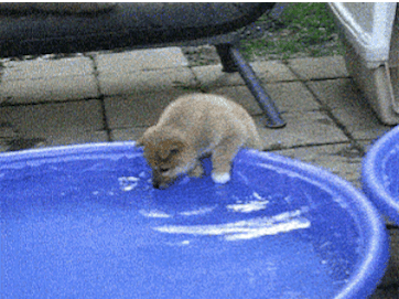 Így élvezik a kutyák a nyarat!