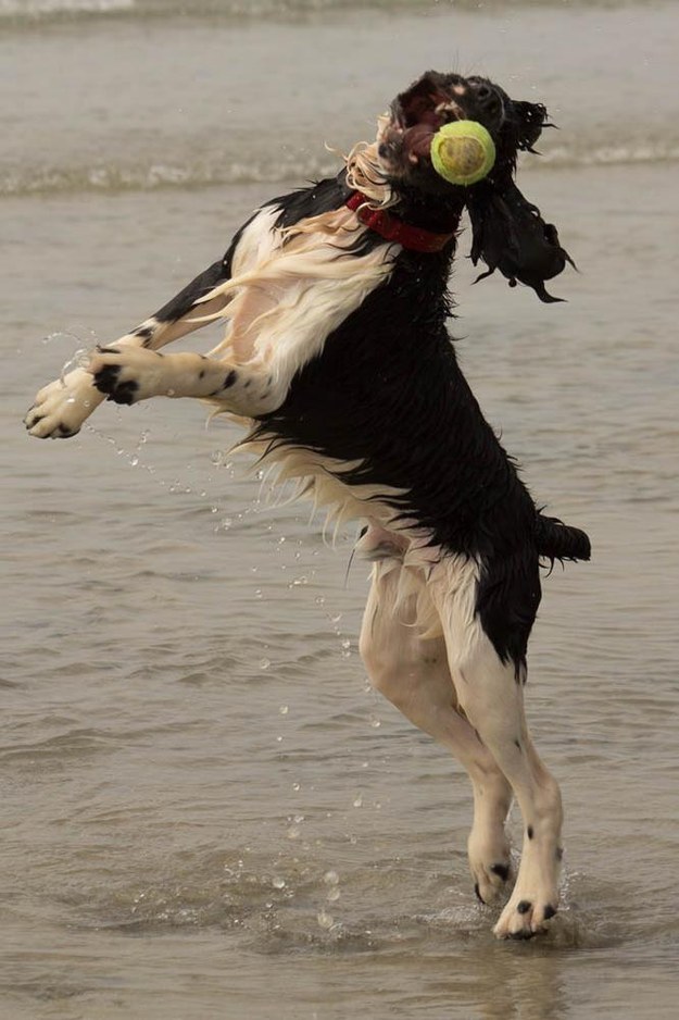 Így élvezik a kutyák a nyarat!