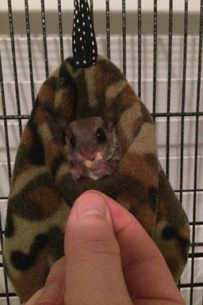 Tündéri fotók: így nevelte fel az elárvult bébimókust egy férfi