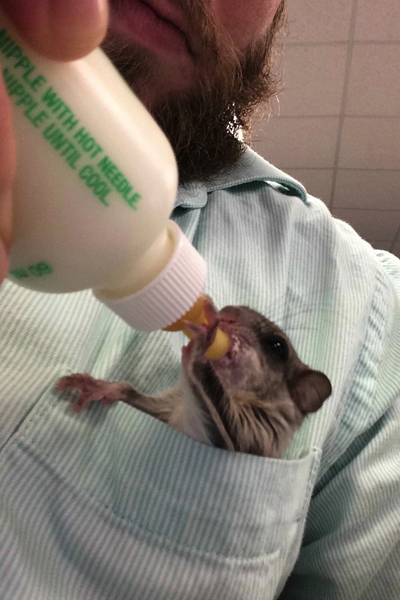 Tündéri fotók: emberek nevelték fel az elárvult bébimókust