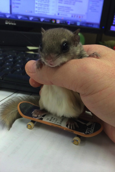 Tündéri fotók: emberek nevelték fel az elárvult bébimókust