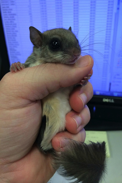 Tündéri fotók: emberek nevelték fel az elárvult bébimókust