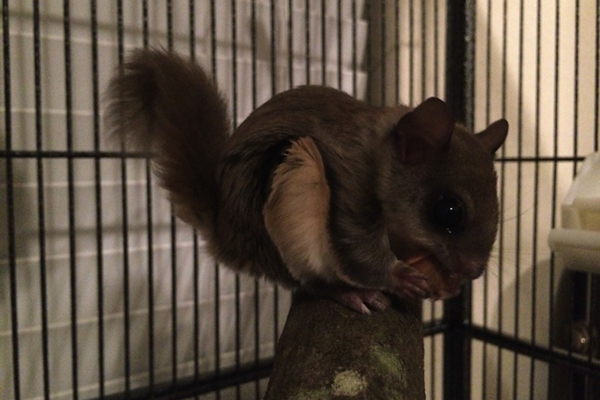 Tündéri fotók: emberek nevelték fel az elárvult bébimókust