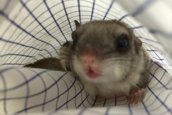 Tündéri fotók: emberek nevelték fel az elárvult bébimókust