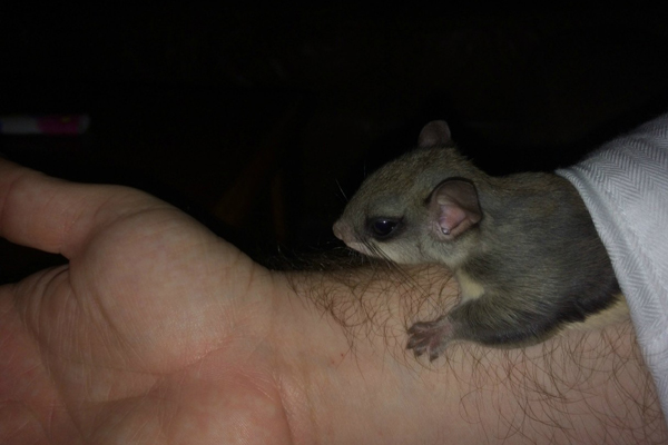 Tündéri fotók: emberek nevelték fel az elárvult bébimókust