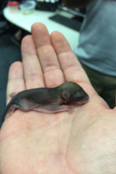 Tündéri fotók: emberek nevelték fel az elárvult bébimókust