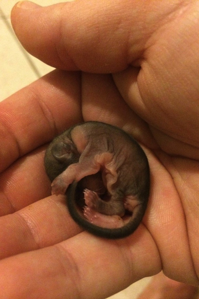 Tündéri fotók: emberek nevelték fel az elárvult bébimókust