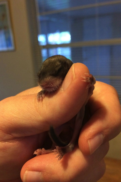 Tündéri fotók: emberek nevelték fel az elárvult bébimókust