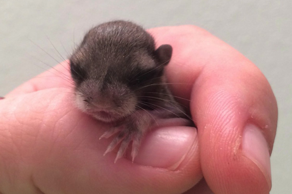 Tündéri fotók: emberek nevelték fel az elárvult bébimókust