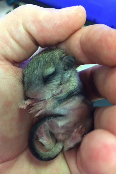 Tündéri fotók: emberek nevelték fel az elárvult bébimókust