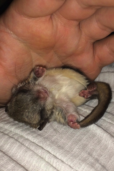 Tündéri fotók: emberek nevelték fel az elárvult bébimókust