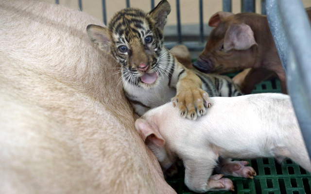 Cukiság! Kismalacok tejtestvére lett a tigriskölyök