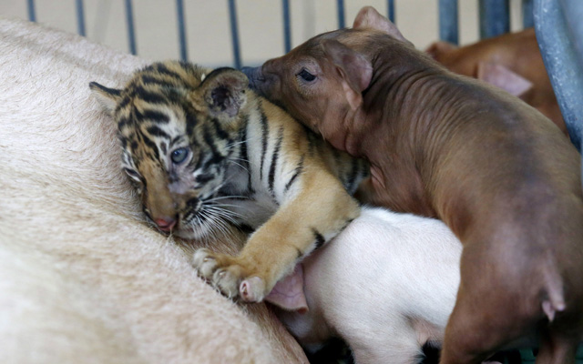 Cukiság! Kismalacok tejtestvére lett a tigriskölyök