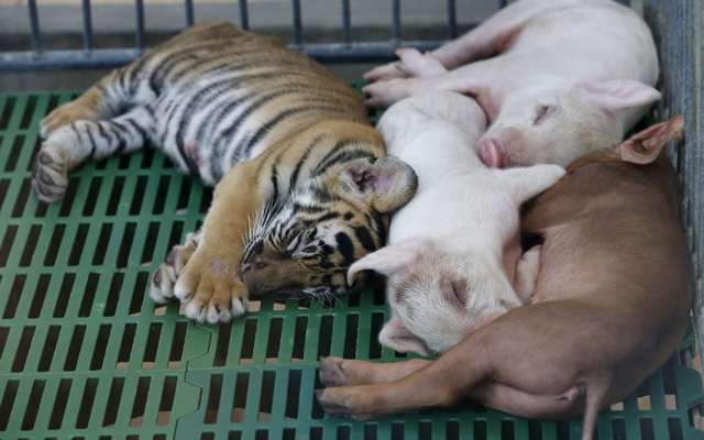 Cukiság! Kismalacok tejtestvére lett a tigriskölyök