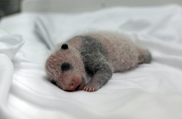 Ritka, hármasiker pandamacik születtek - fotók Ritka, hármasiker pandamacik születtek - fotók