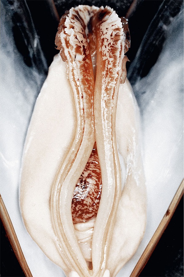 18+: 4 vaginát mintázó gyümölcs 18+: 4 vaginát mintázó gyümölcs