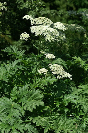 Forrás: netherbarium.